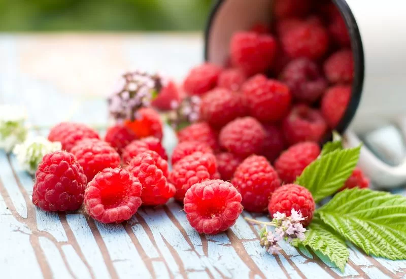 4 benefícios da framboesa para a saúde