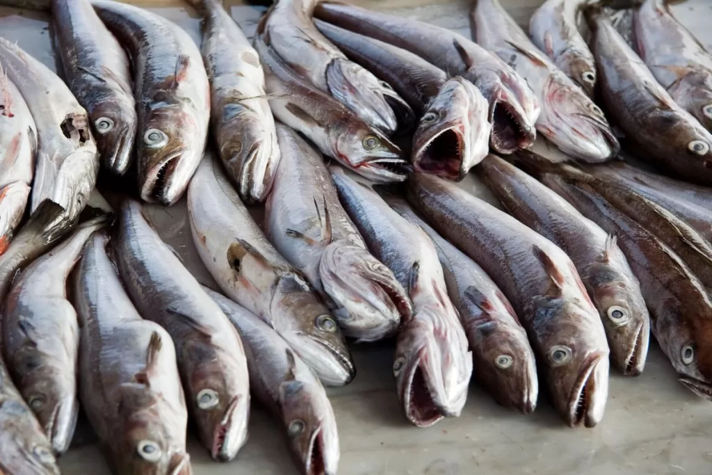 bacalhau