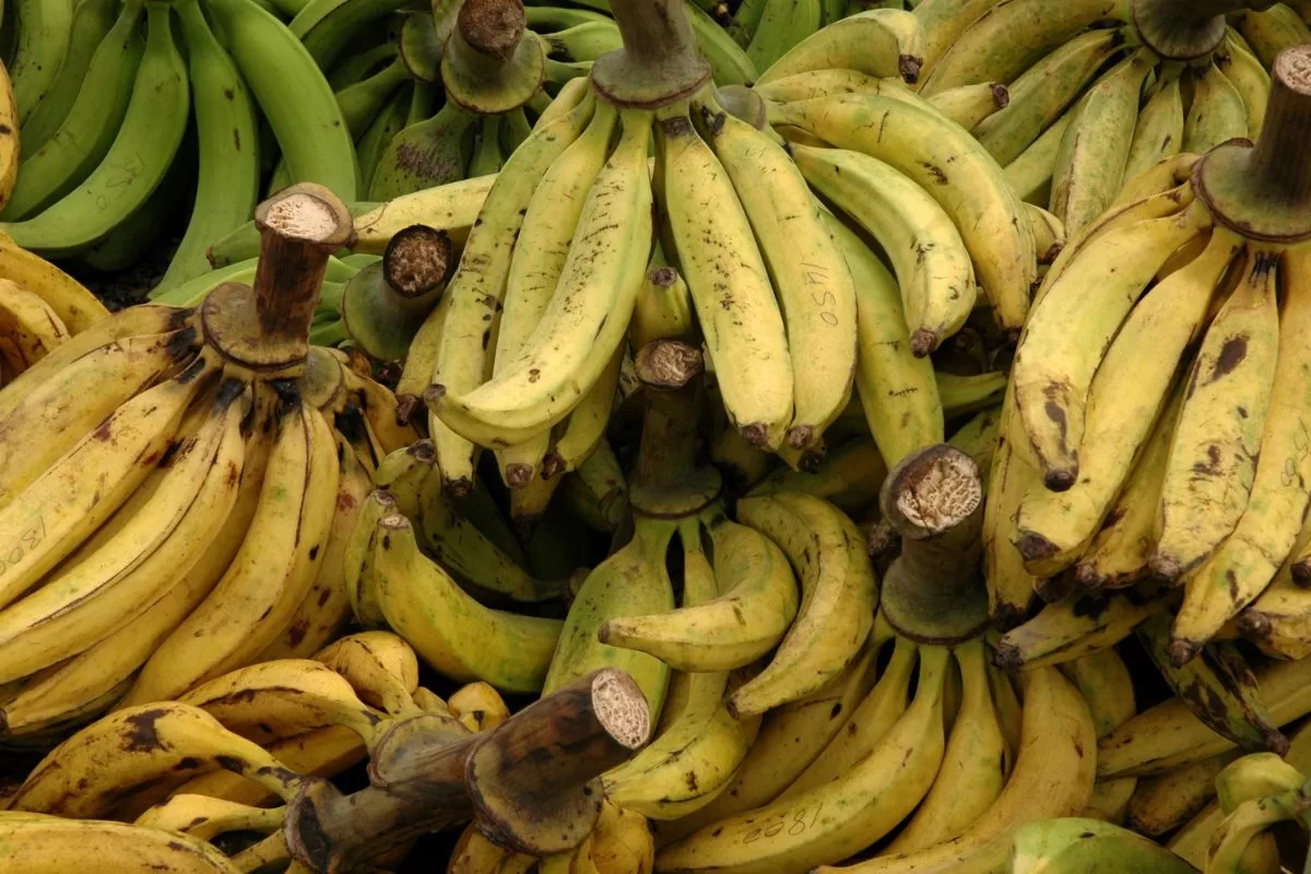Banana verde ou madura: qual é o jeito certo de comer?
