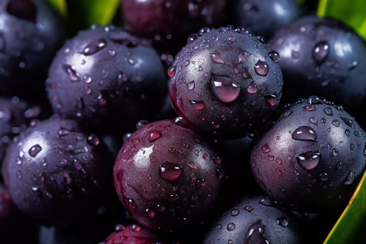 5 receitas com açaí que você precisa aprender