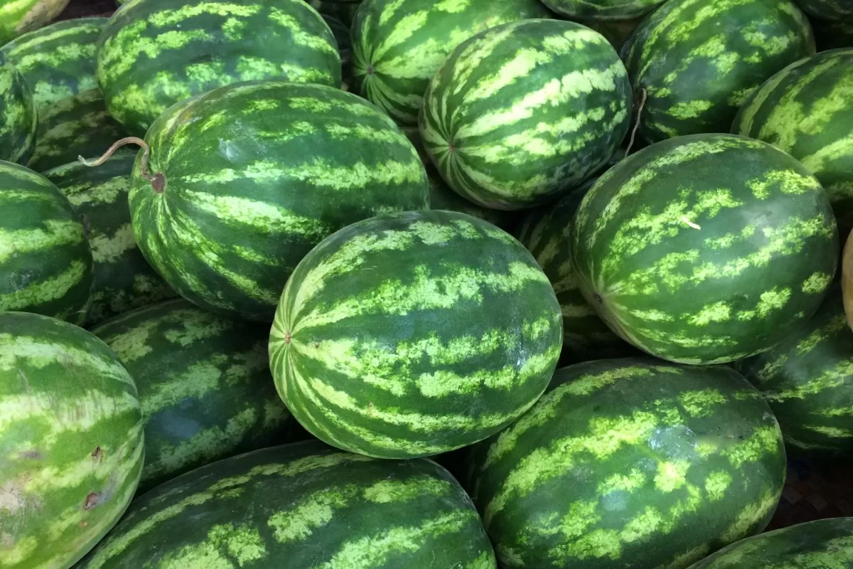 Dicas infalíveis para cortar melancia do jeito certo