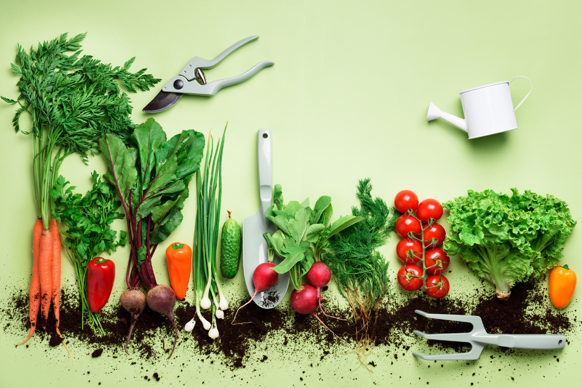 7 erros que você não deve cometer no cultivo da sua hortinha