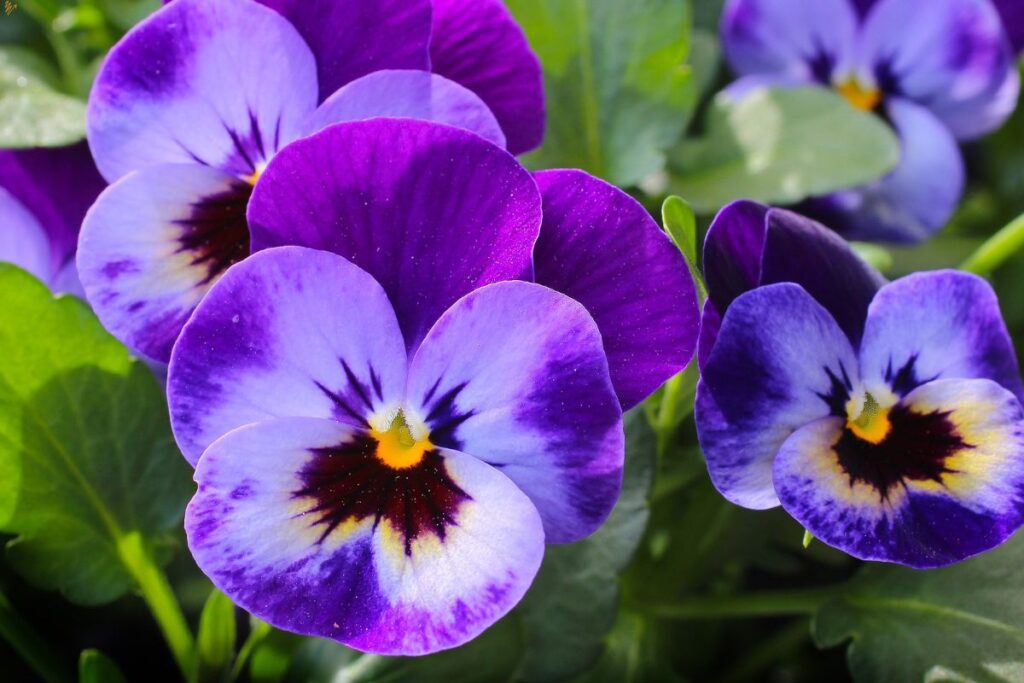 flores comestíveis