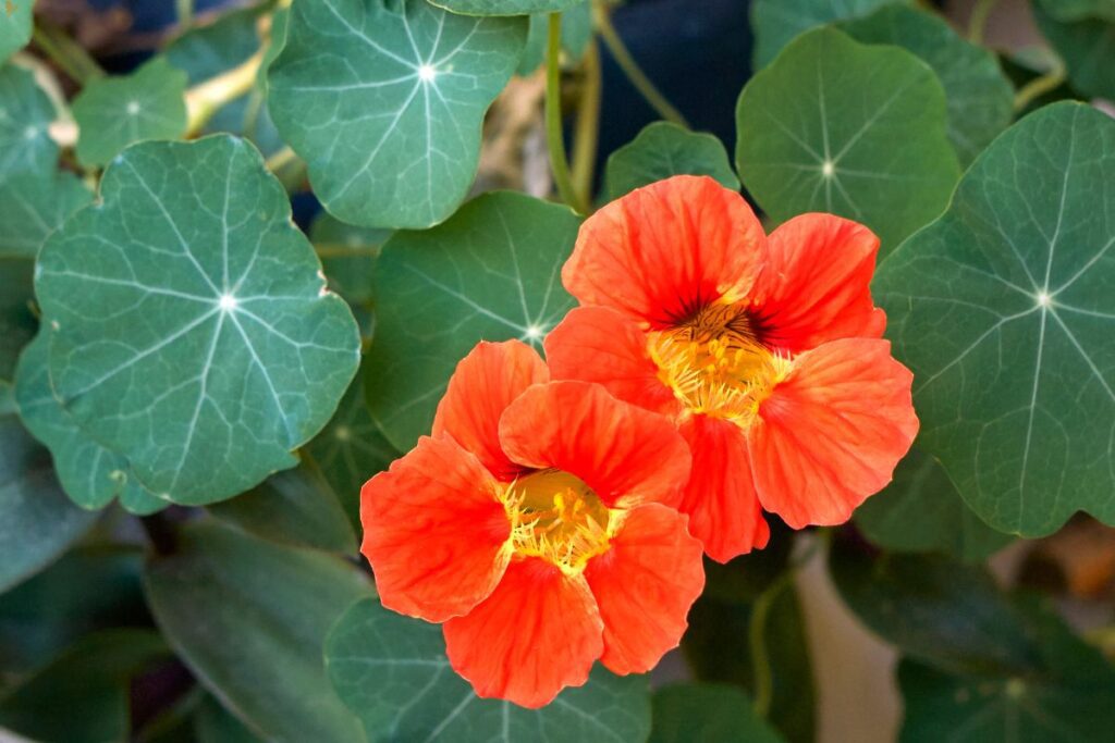flores comestíveis