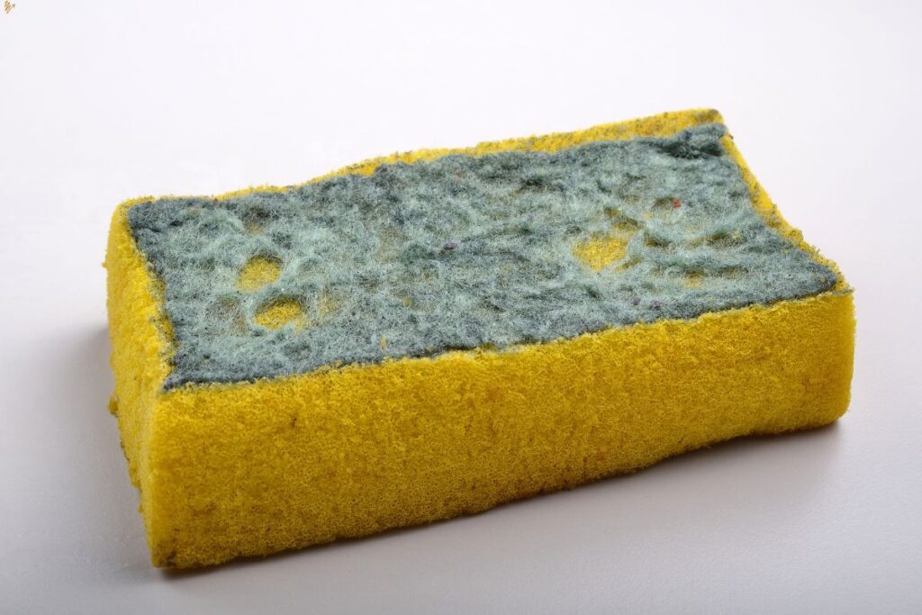 esponja
