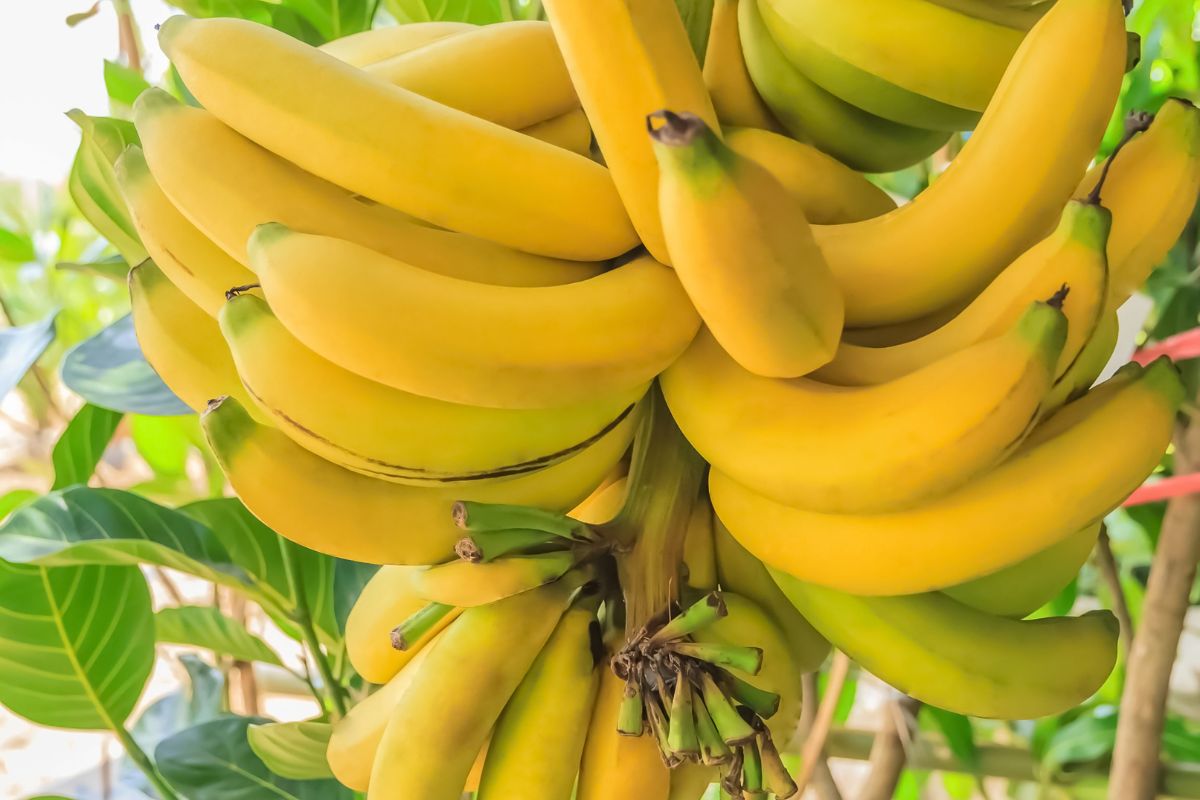 Truques para manter o bom estado das bananas por mais tempo