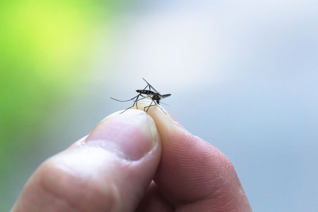 mosquito da dengue