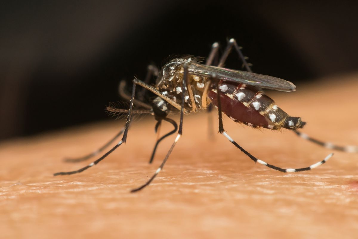 10 dicas infalíveis para afastar o perigo do mosquito da dengue