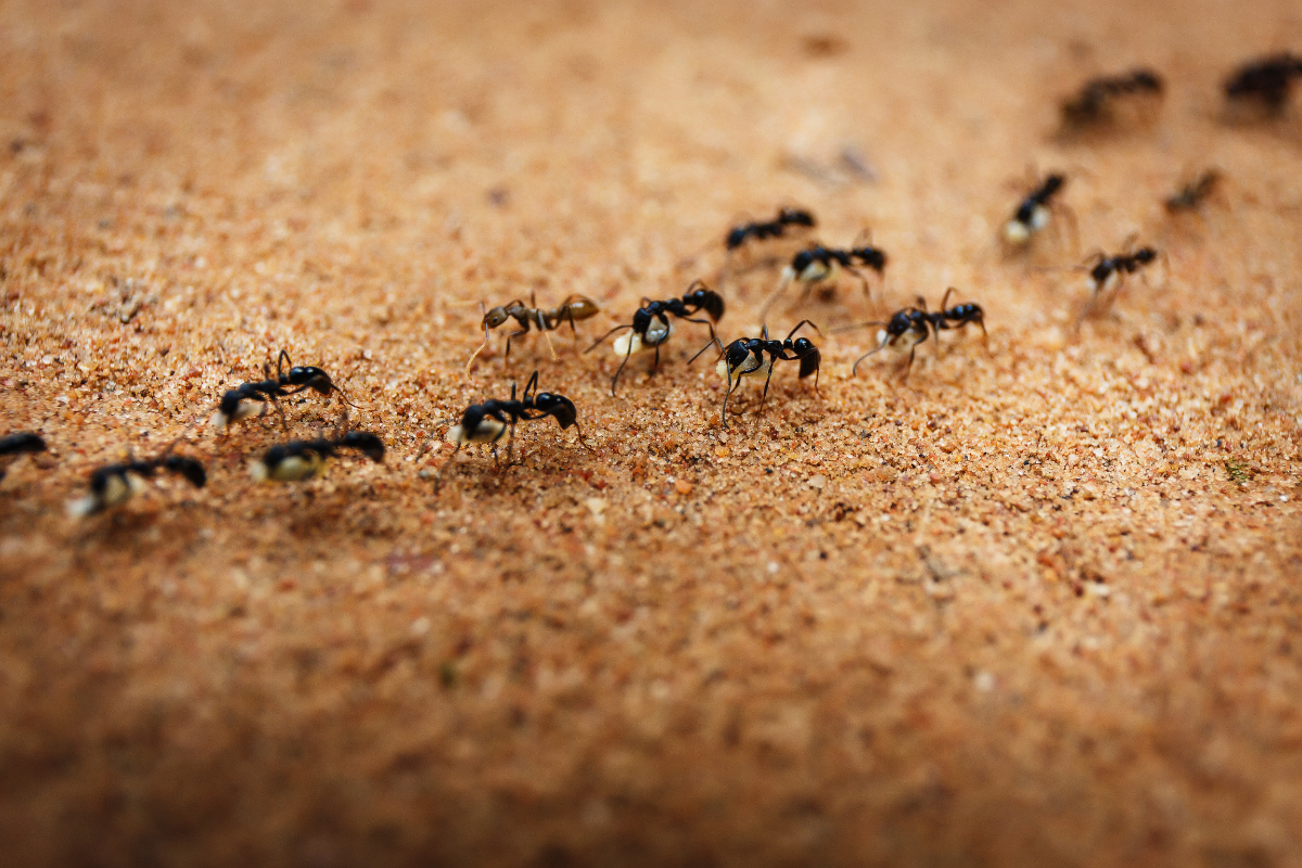 3 misturinhas caseiras poderosas contra formigas