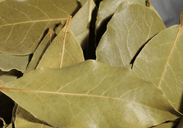 Benefícios da folha de Louro