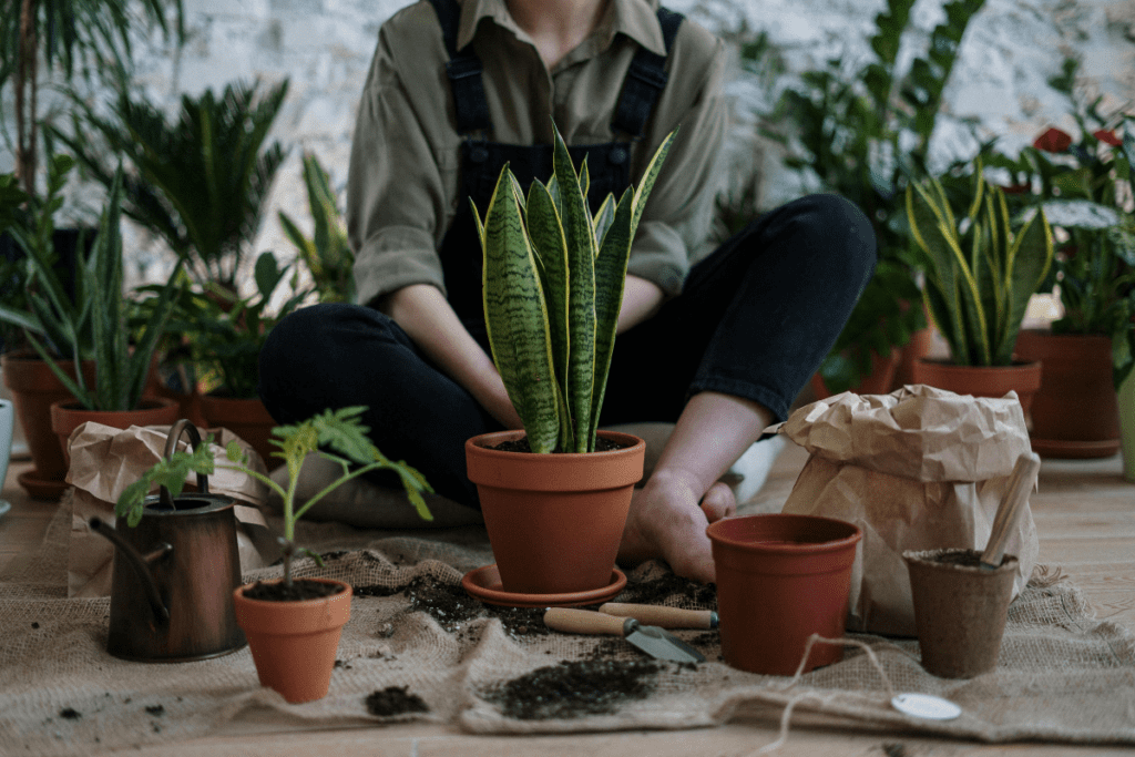 cuidar melhor das plantinhas