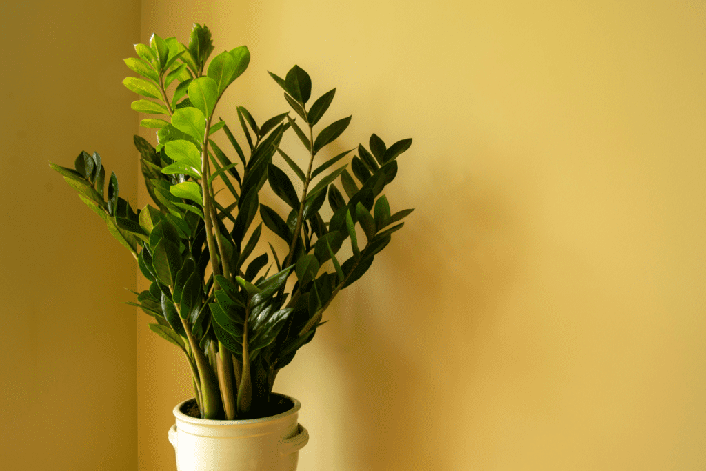 plantinhas 2025