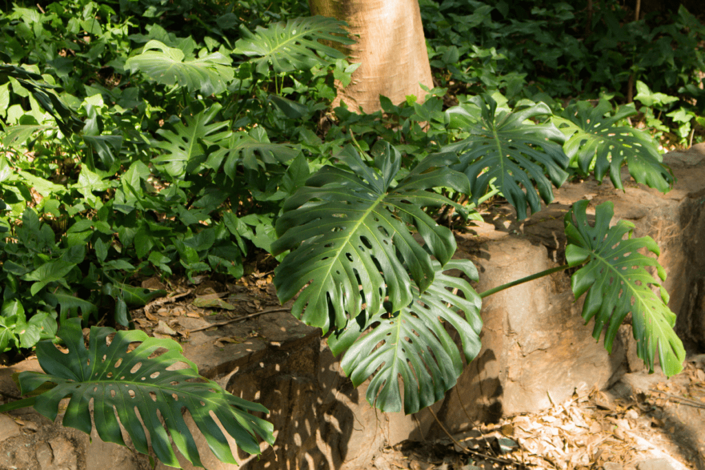 plantinhas 2025
