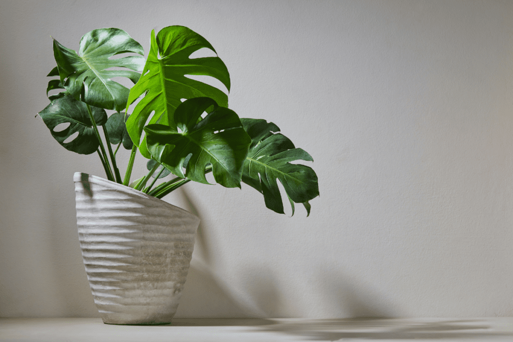 plantinhas 2025