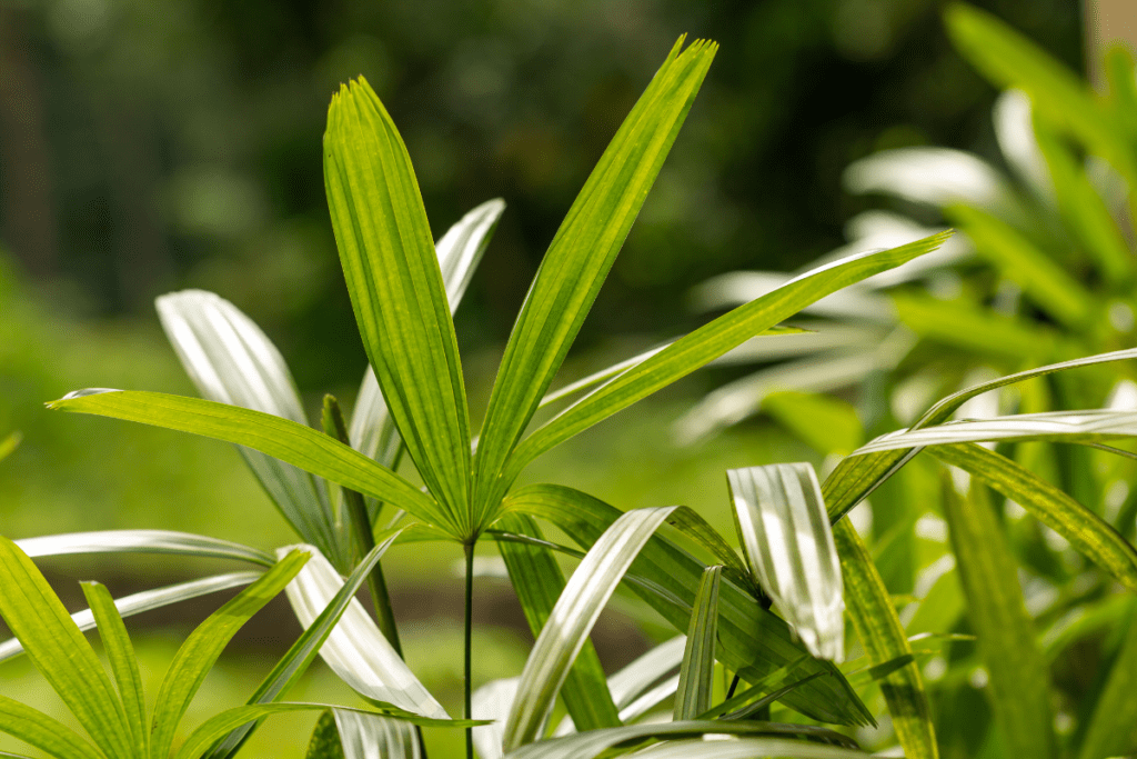 plantinhas 2025
