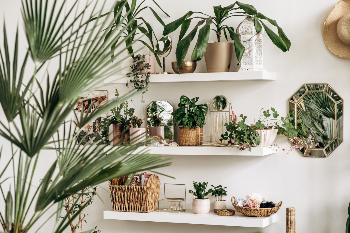 5 plantinhas para cultivar em casa em 2025