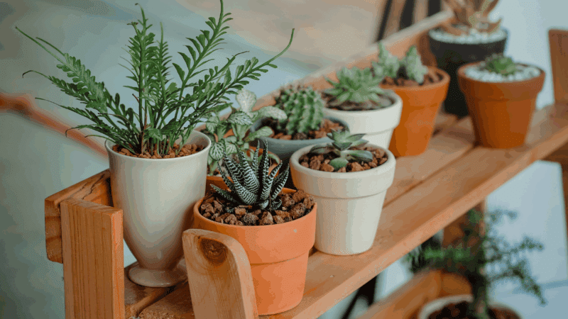 Melhores vasos e substratos para cada tipo de planta