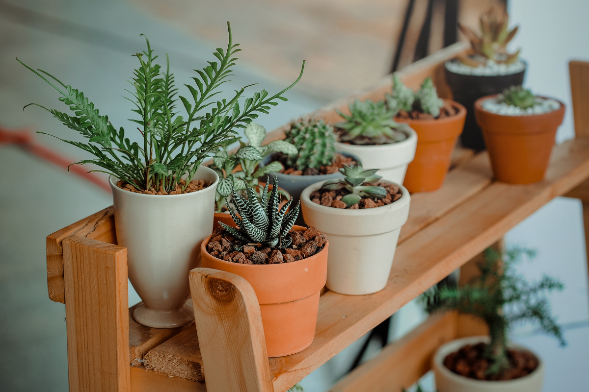 Melhores vasos e substratos para cada tipo de planta
