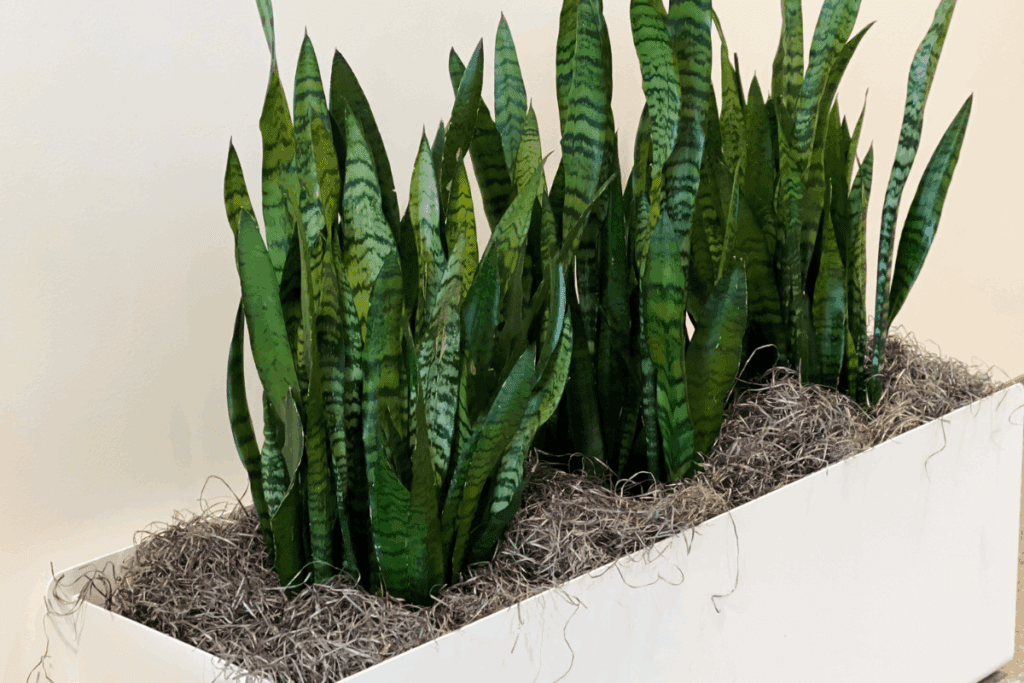 plantas que purificam o ar