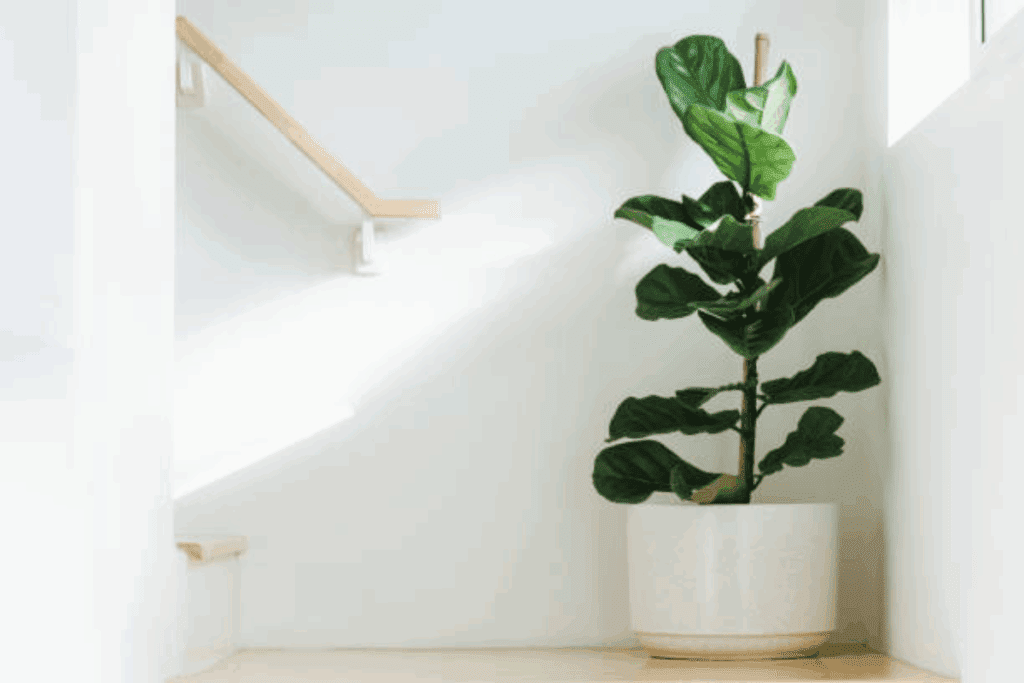 ficus