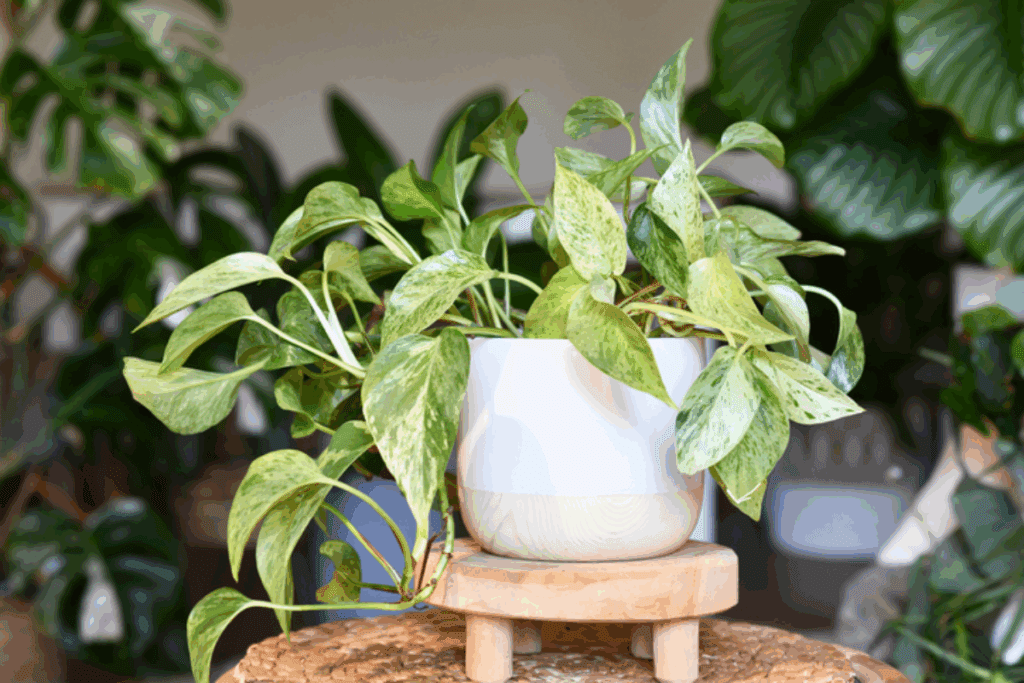 plantas que purificam o ar