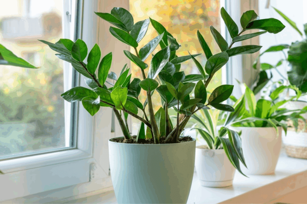 plantas que purificam o ar