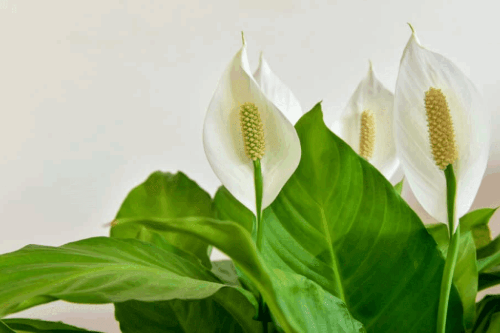 plantas que purificam o ar