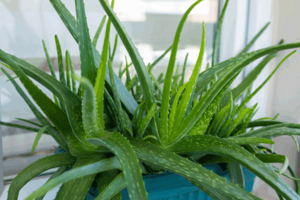 plantas que purificam o ar