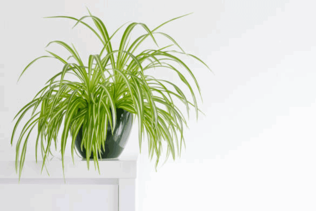 plantas que purificam o ar