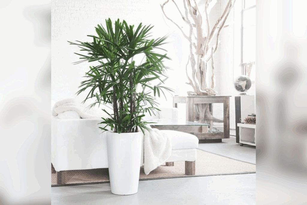 plantas que purificam o ar