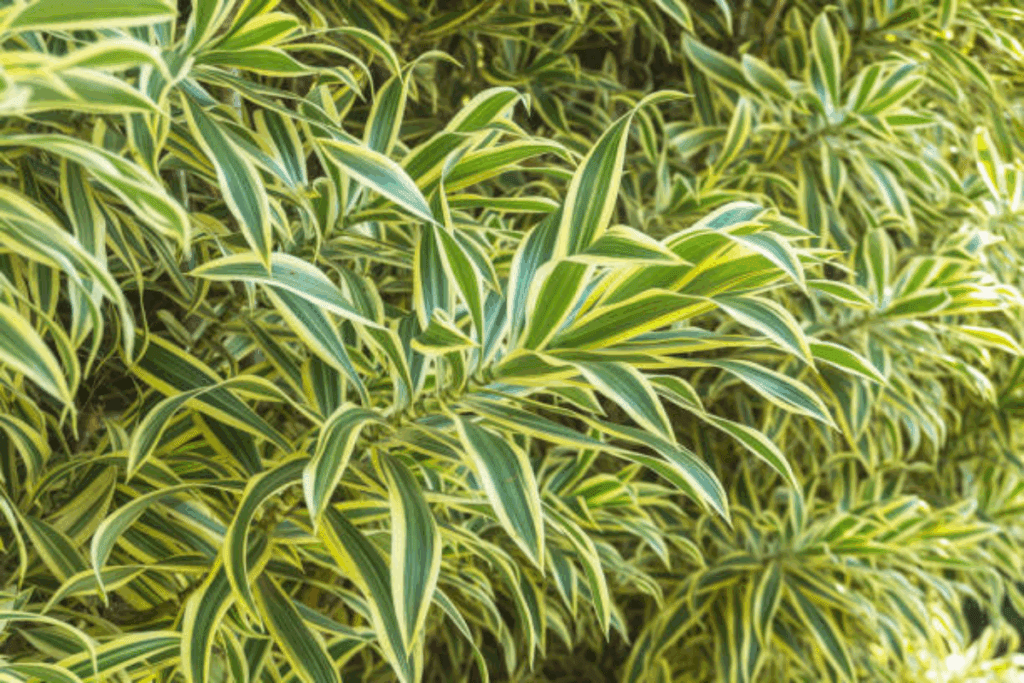 dracena