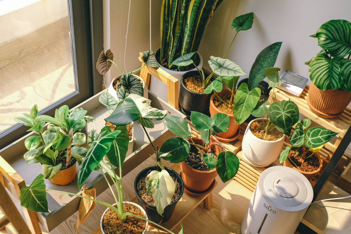 10 plantas que purificam o ar e são fáceis de cuidar