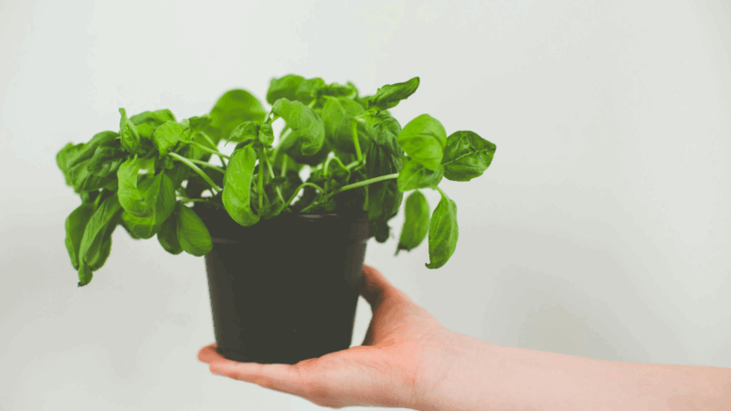 Como cultivar manjericão em casa e manter sempre fresco