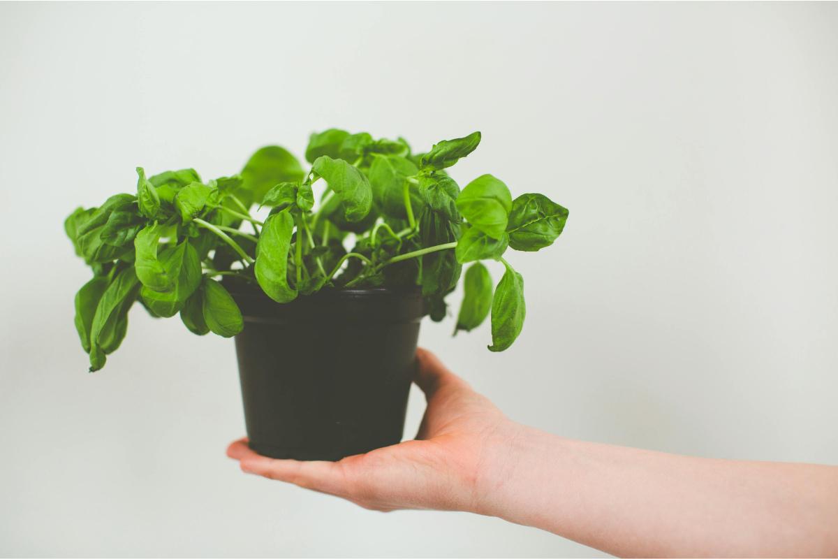 Como cultivar manjericão em casa e manter sempre fresco