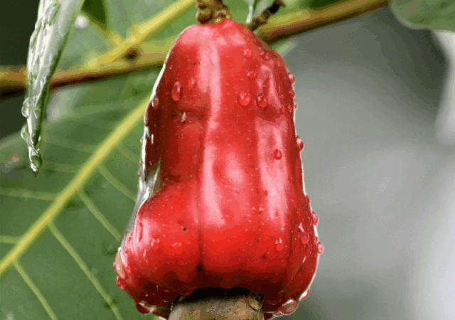 Benefícios do caju para a saúde