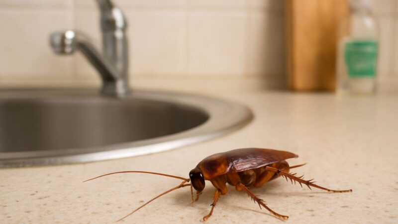 Receita caseira para espantar baratas de forma definitiva