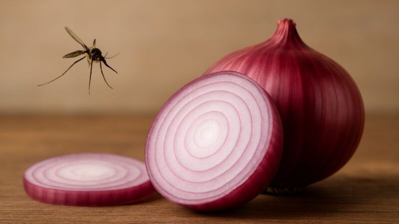 Este truque com cebola pode afastar mosquitos de casa e você não sabia