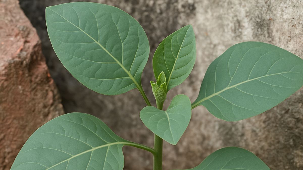 Falsa-couve é planta tóxica: saiba como identificar e se proteger