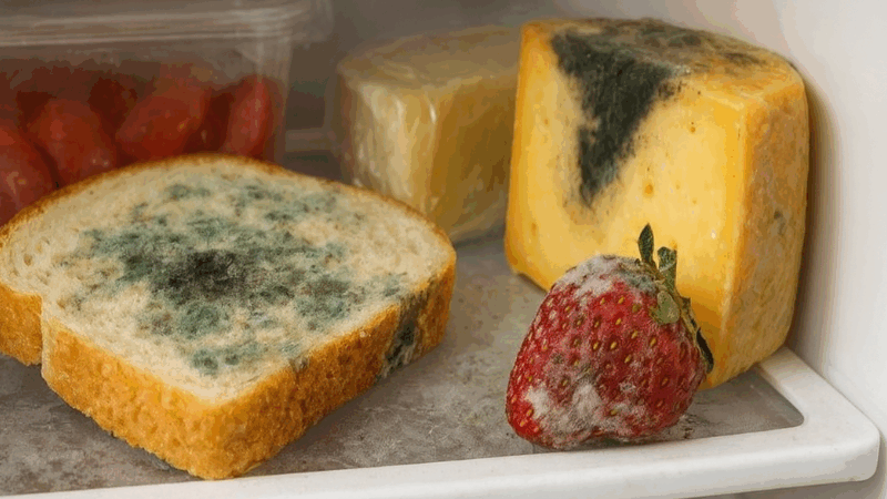 O que acontece se comer alimento com mofo? Veja cuidados
