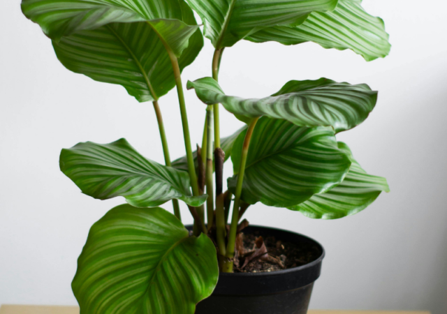 Plantas que serão tendência em 2026