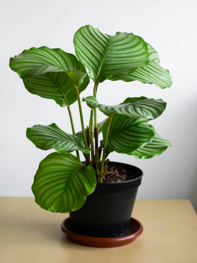 Plantas que serão tendência em 2026