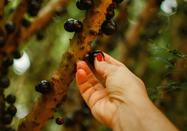 Frutas típicas do Brasil