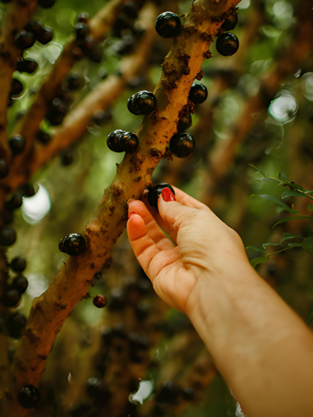 Frutas típicas do Brasil