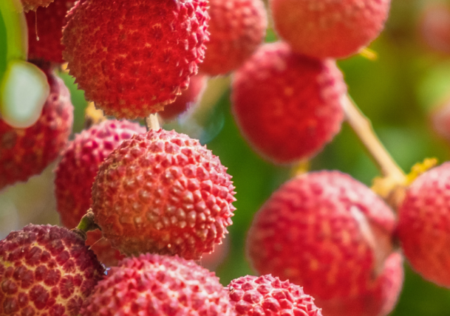 Benefícios da Lichia para a saúde