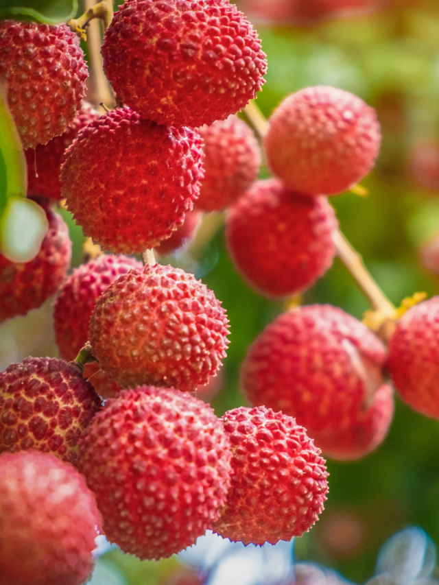 Benefícios da Lichia para a saúde