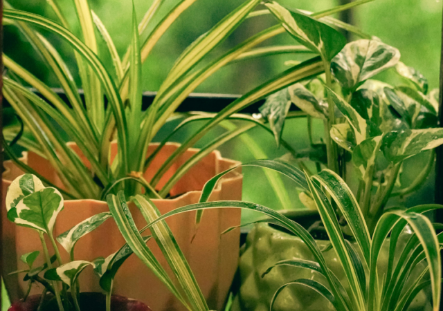 Plantas para ter em casa