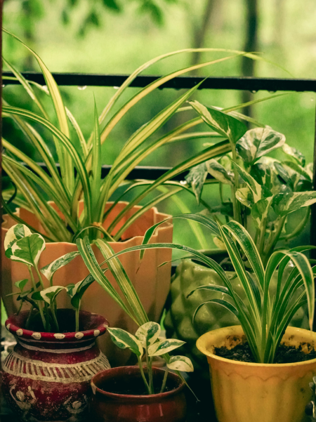 Plantas para ter em casa