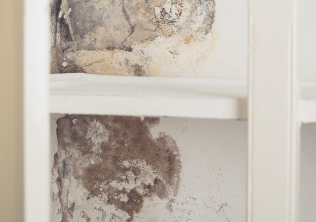 Resolva isso rápido: mofo no armário