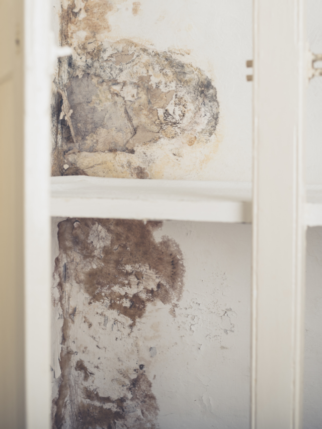 Resolva isso rápido: mofo no armário