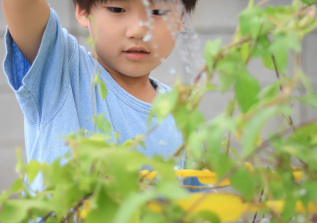 3 truques para regar plantas corretamente